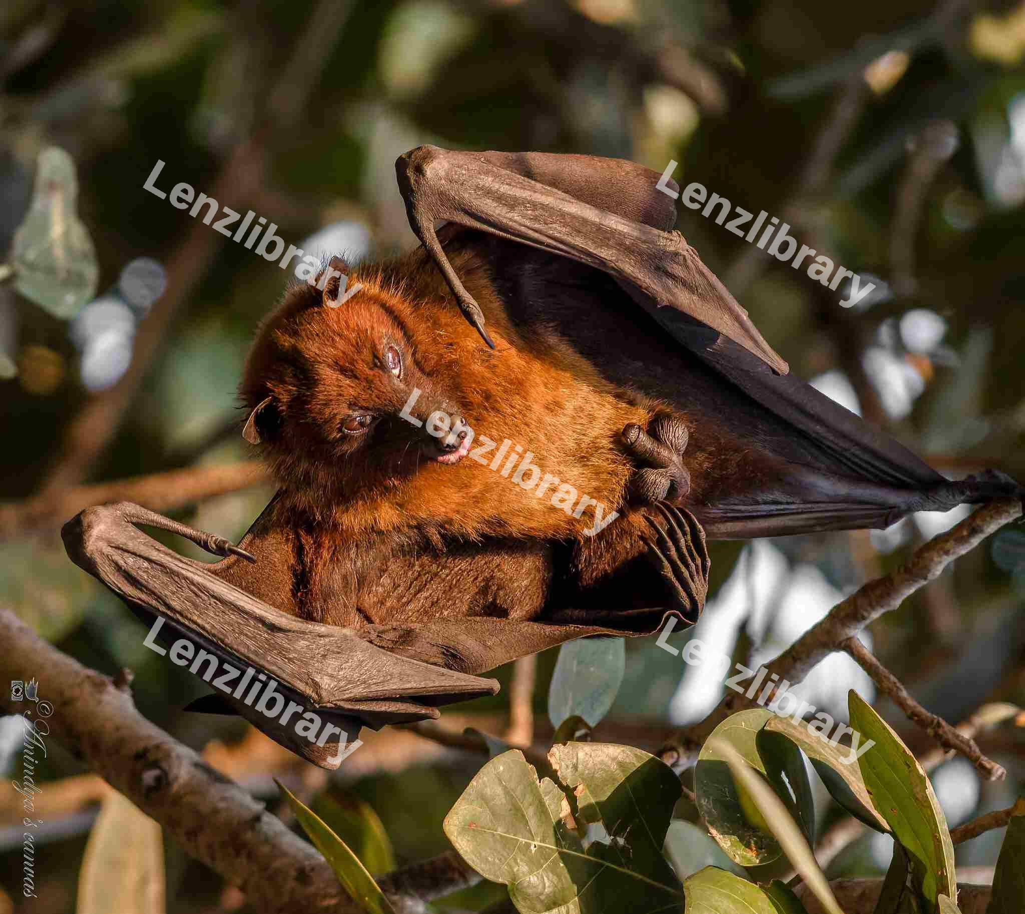 Indian flying fox Bat